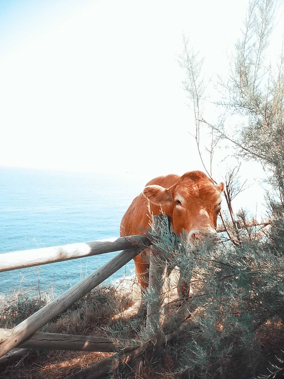 Photograph by nala95